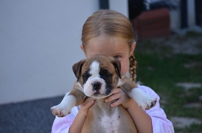 CHIOT collier bleu