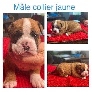 CHIOT collier jaune