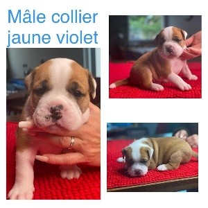 CHIOT collier violet jaune