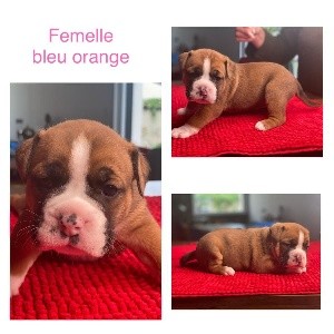 CHIOT collier bleu orange