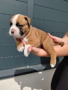 CHIOT collier jaune