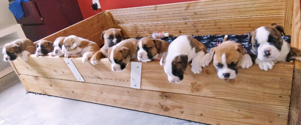 Chiot Bulldog continental Du Chateau Des Panettes